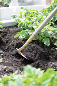 Famous Gardeners’ Favorite Hoes Image